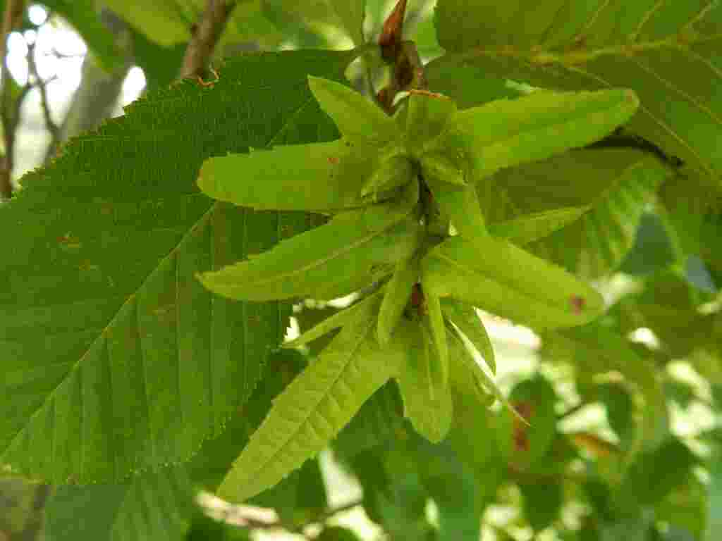 Carpino bianco / Carpinus betulus (Betulaceae)